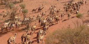 mob_of_feral_camels_in_central_australia