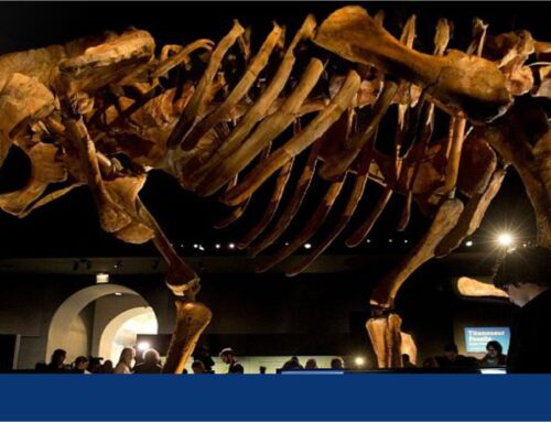 بزرگ‌ترین دایناسور یافت شده در استرالیا