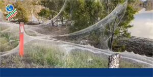تار عنکبوت عجیب در ایالت ویکتوریا