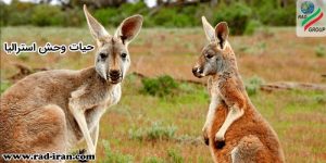 نگرانی برای حیات وحش استرالیا نداشته باشید!